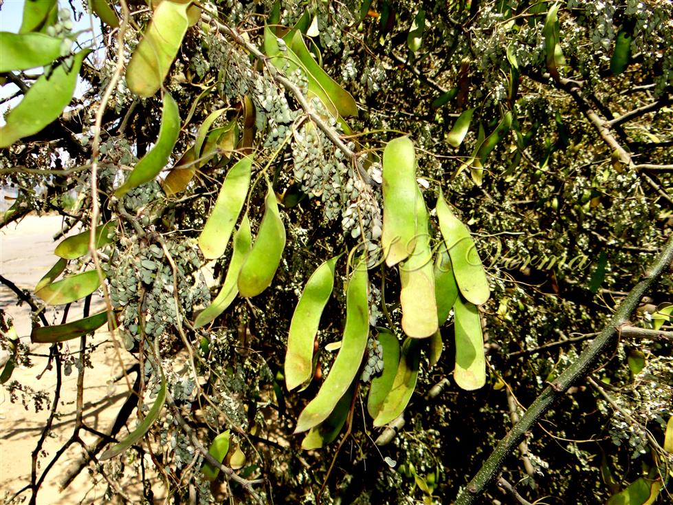  Legumes
